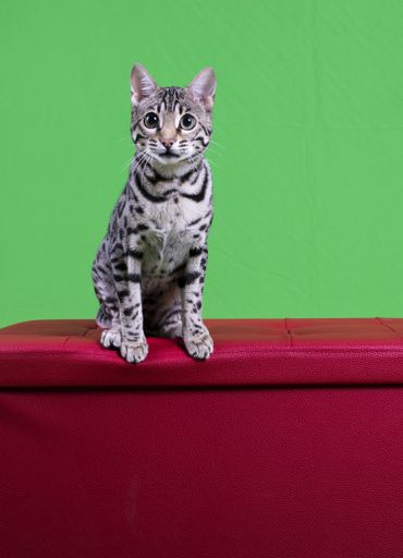 A vertical shot of a pure breed Bengal cat silver standing on a red box with a green background