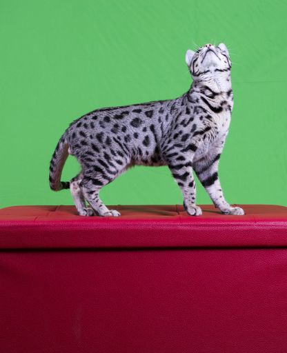 A vertical shot of a pure breed Bengal cat silver on a red box with a green background