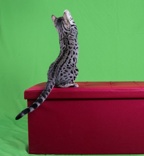 A pure breed Bengal cat silver standing on a red box with a green background