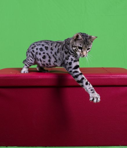 A vertical shot of a pure breed Bengal cat silver on a red box with a green background