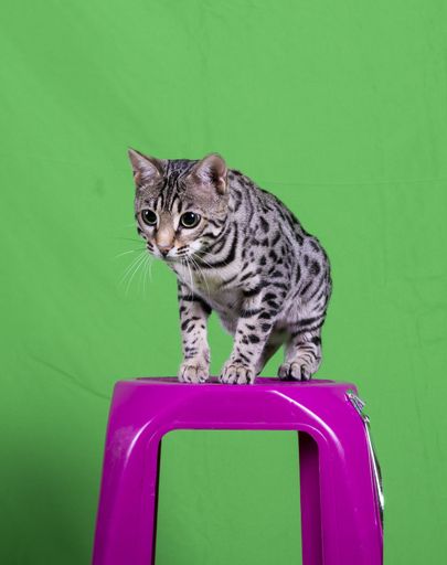 A vertical shot of a pure breed Bengal cat sitting on a purple plastic stool with a green background
