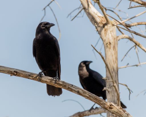The black crow birds perched on branches of a tree against grey sky