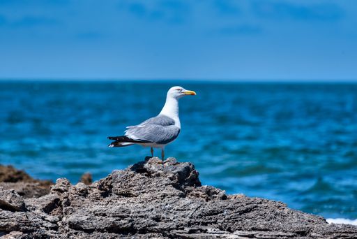 A selective focus shot a great black-backed gull standing on rocks looking out to blue sea