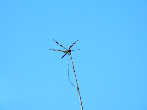 A low angle shot of a dragonfly on a branch with the background of clear blue sky