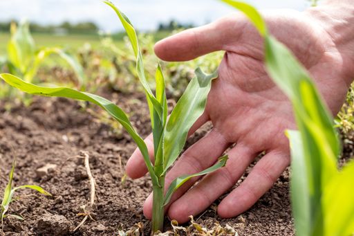 Close up of a hand of a farmer checking the quality and growth of a young corn. Sowing food.