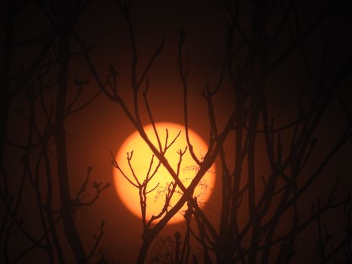 A low angle horizontal shot of the beautiful moon in the night sky and bare tree branches
