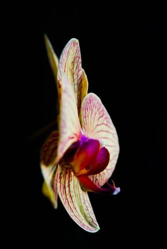 A vertical shot of an orchid flower blossom on a black background