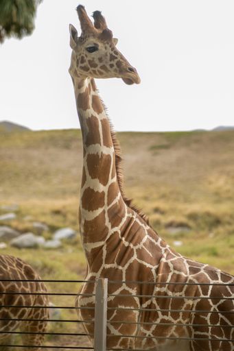 A vertical shot of giraffe looking side in background of greenery field