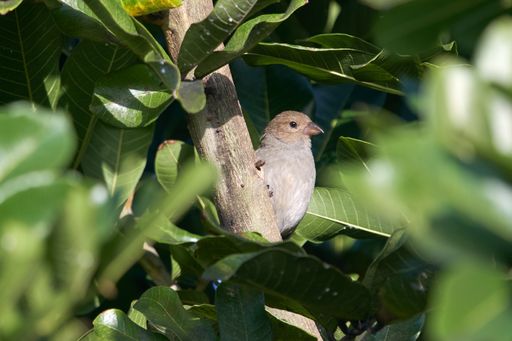 A closeup portrait of a bird sitting on a tree