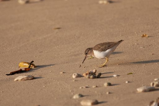 A closeup shot of a sandpiper on the sand in sunlight