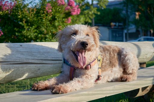 A closeup shot of a cute domestic dog lying on a bench outdoors