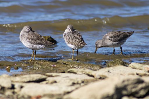 A beautiful shot of three stilt sandpipers standing on a coast