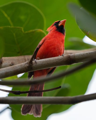 A vertical shot of a Northern Cardinal sitting on a tree branch