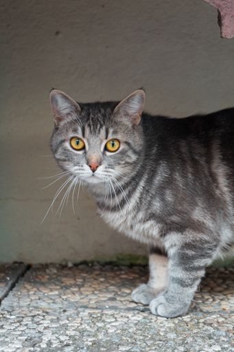 A vertical closeup shot of an adorable gray striped cat with green eyes