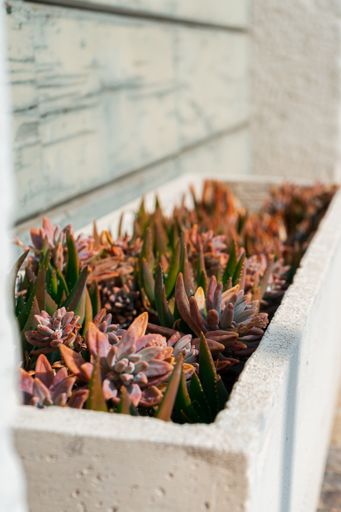 A vertical closeup shot of brown-orange succulent plants in a stone wall