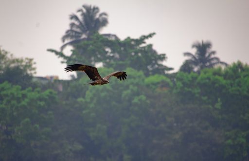 A beautiful shot of a Golden eagle flying high with green trees and blue sky in the background