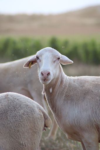 A vertical closeup shot of a cute white sheep staring at the camera on a blurred background