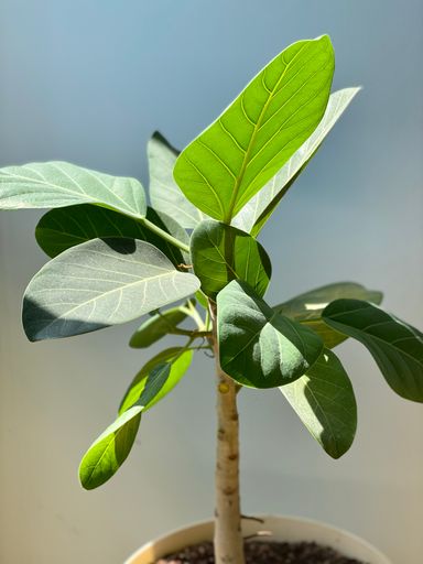 A Vertical shot of an indoor ficus bengal
