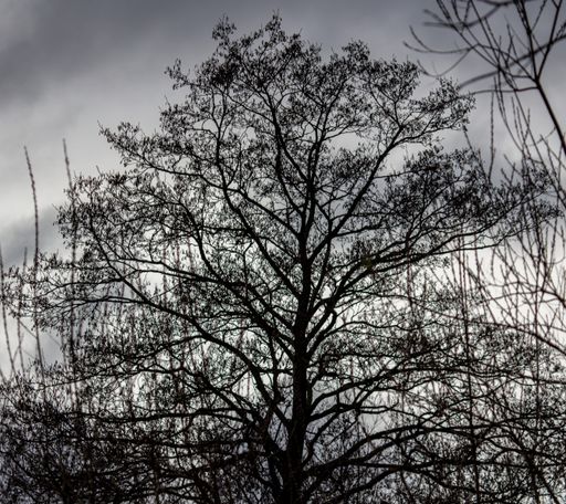 A closeup shot of a tree blossoming in the forest in black and white