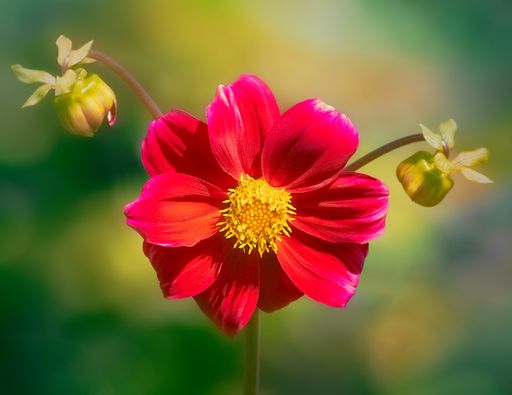 A closeup shot of a beautiful red dahlia flower blooming in a garden
