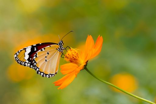 A shallow focus shot of a beautiful butterfly collecting pollen from an orange flower in the garden with blurred background