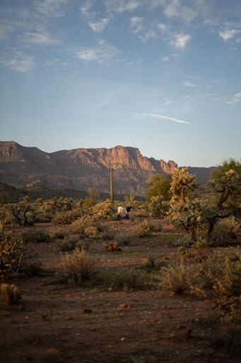 A black and white calf in a desert under a blue cloudy sky on a sunny day