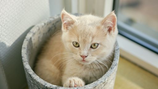 A closeup shot of a cute white kitten sitting in a ceramic pot on a windowsill looking at the camera