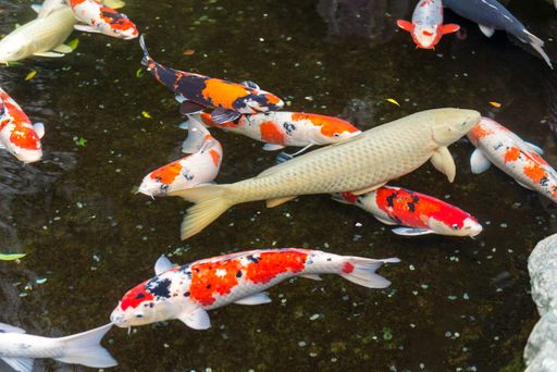 A closeup shot of Japanese Koi carp fishes in a water pond at Ise Jingu shrine, Ise, Japan