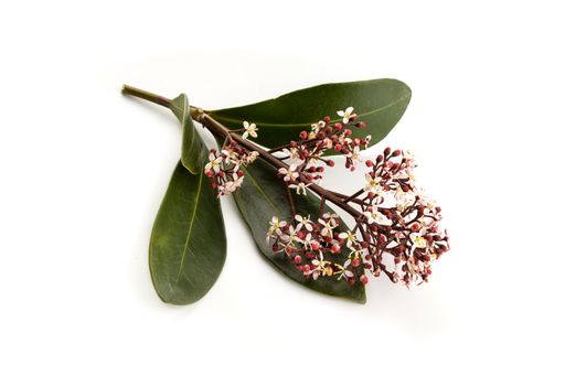 Skimmia japonica twig with flowers isolated on white background