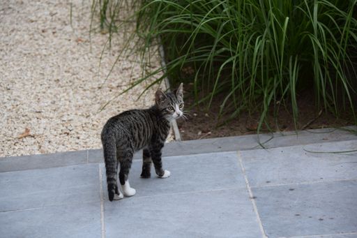 A closeup shot of a small stray cat with plants by the wall