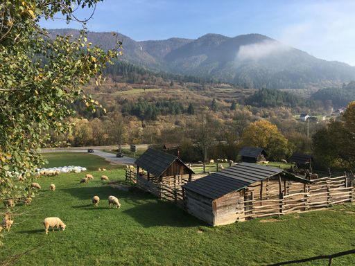 A beautiful shot of some sheep in a field during the day