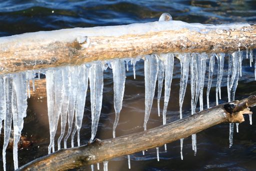 A close-up shot of some icicles hanging on a frozen tree branch in the water.