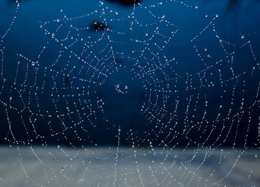 A closeup shot of a spiderweb with rain droplets