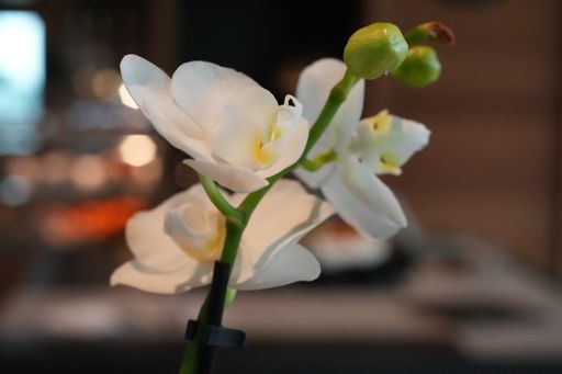 A selective focus shot of blooming white orchid flowers