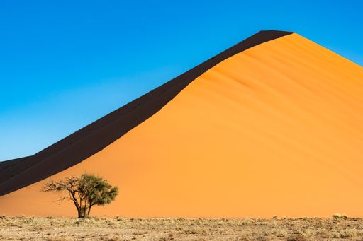 Namibia, the Namib desert, a tree isolated in the red dunes in background