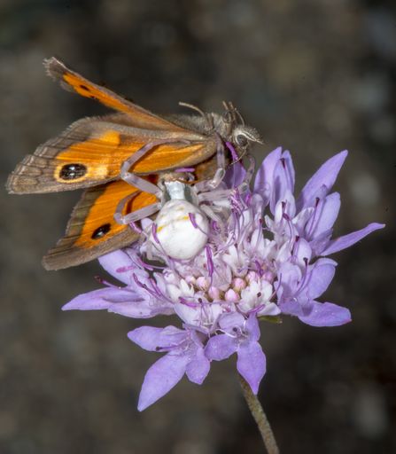 A vertical closeup shot of the misumena vatia spider eating butterfly on the purple flower