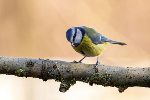 A selective focus shot of a blue tit perched on a tree branch