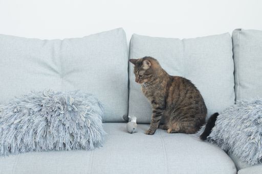 closeup photo of cat playing with toy on a couch