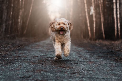 A cute Goldendoodle dog running in a park