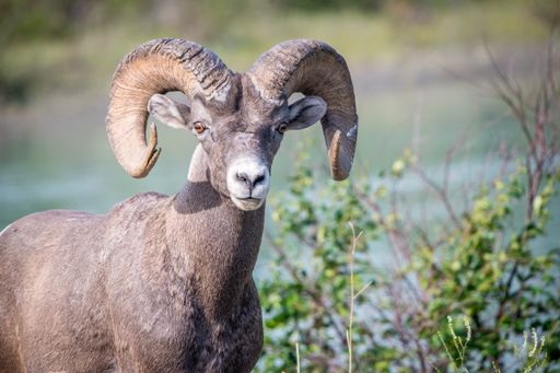 A closeup shot of Sierra Nevada bighorn sheep