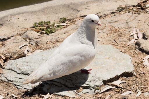 A closeup shot of a white dove on the rock