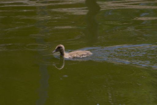 A duckling swimming on the water of the pond