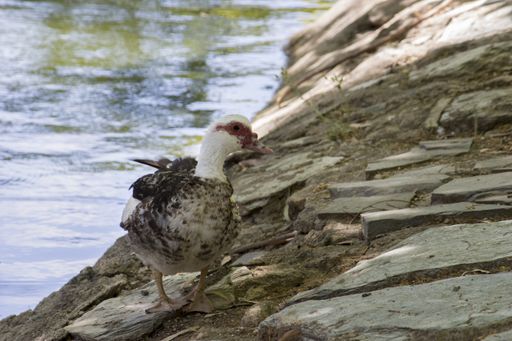 A duck with dark brown feathers around the eyes standing next to the water
