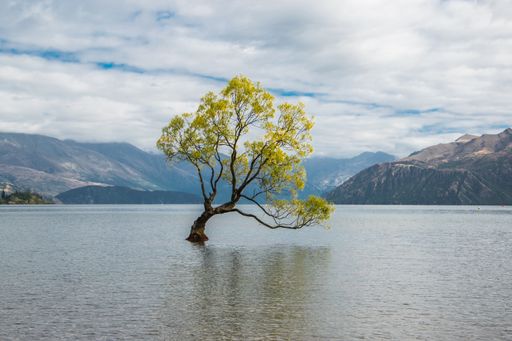 A landscape view of a tree with yellow leaves in the water of Lake Wanaka. Otago region, New Zealand