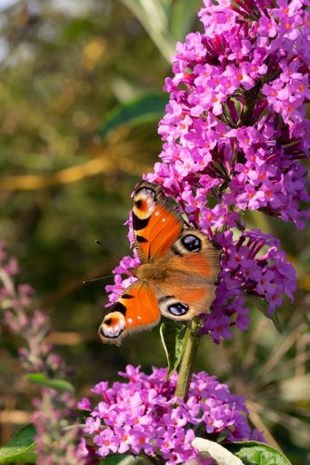A vertical closeup shot of the Peacock butterfly (Aglais io) on the purple flower in the garden on a blurry background