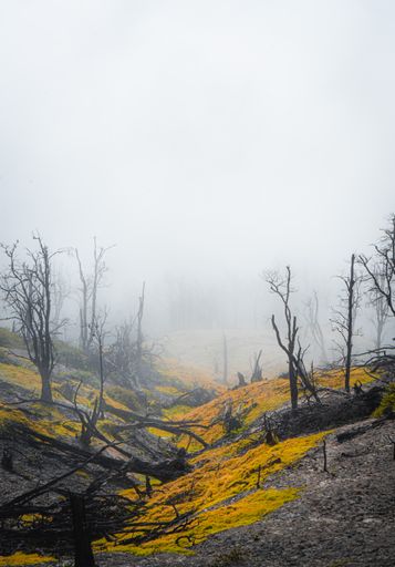 A vertical shot of hills covered in autumn leaves in the forest on a misty day