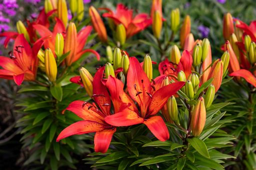 A closeup shot of lilies in daylight