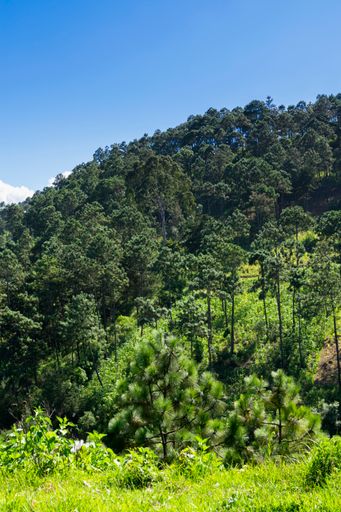 Mountains in Guatemala, forest area and area of sustainable crops, source of oxygen and pure air, source of water and conservation for the future.