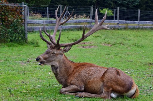 A photo of a red dear sitting on grass