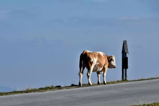 A photo of a cow standing on the side of a road